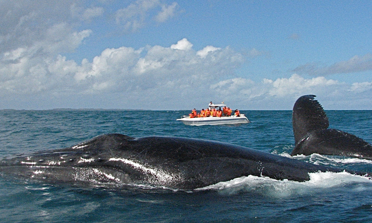 A l'approche de la saison de migration des baleines, l’association Cétamada a tenu dernièrement une conférence de presse.