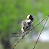 Singing Bobolinks video clip and photo of female Bobolink