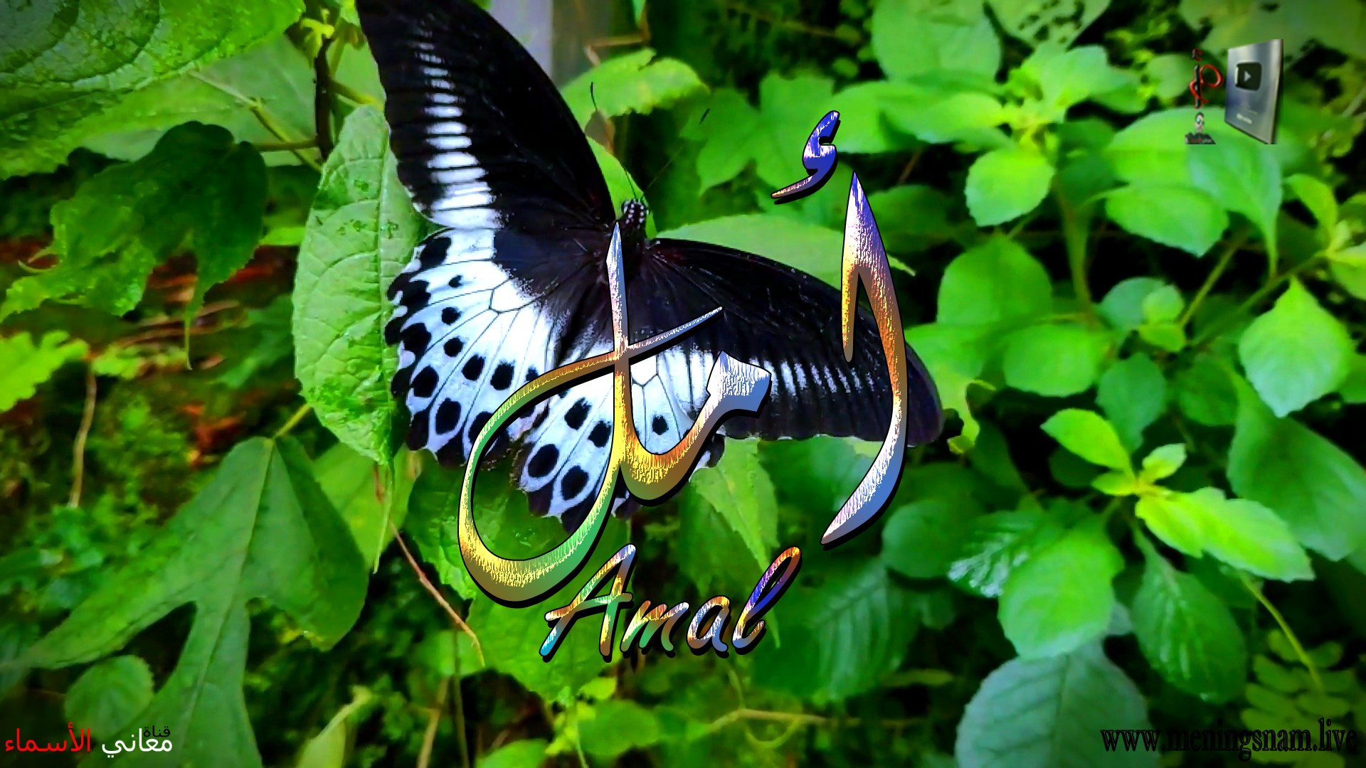 معنى اسم, امل, وصفات, حاملة, وحامل, هذا الاسم, Amal,