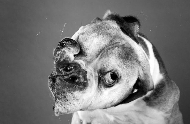Funny Cool Pictures: Funny Faces Of Dogs