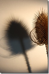 IMG_2821 web