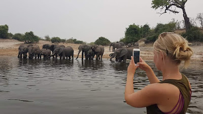 elefanter chobe national park botswana