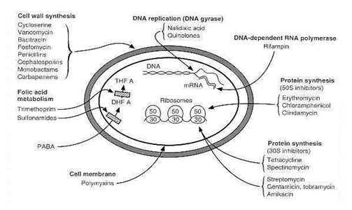 my blog TUGAS ARTIKEL MIKROBIOLOGI