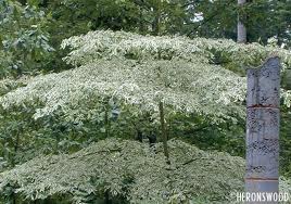 Cornus controversa variegata