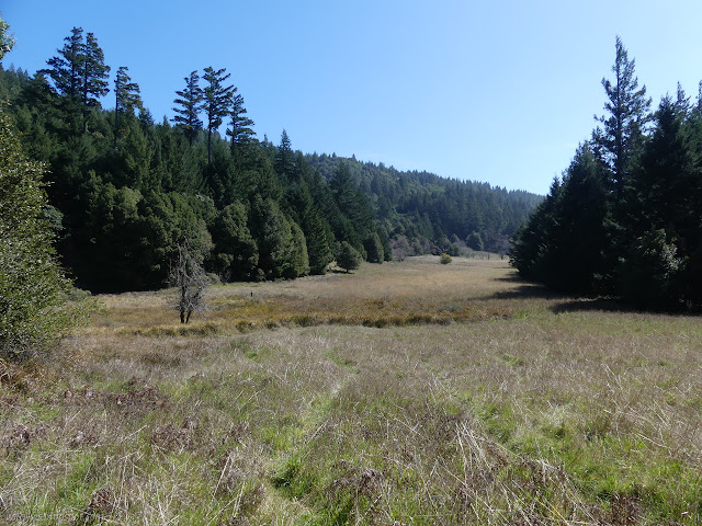 grassy meadow