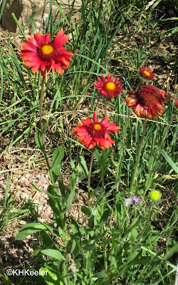 blanket flower, Gaillardia