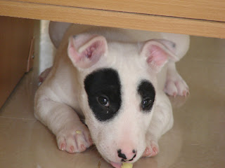 Bull Terrier  Panda Dog สุนัข บูลเทอร์เรีย แพนด้า