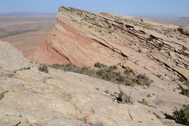 junipers happily growing between two peaks