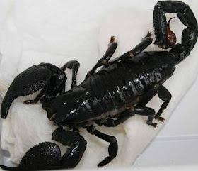 Escorpión o alacrán negro y grande