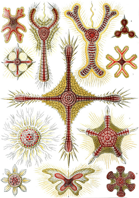 Art Forms Of Nature The Ernst Haeckel Collection Kuriositas