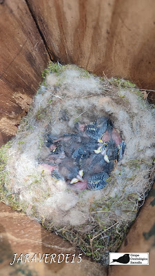 Caja nido con pollos de Carbonero Comun listos para empeza a anillar