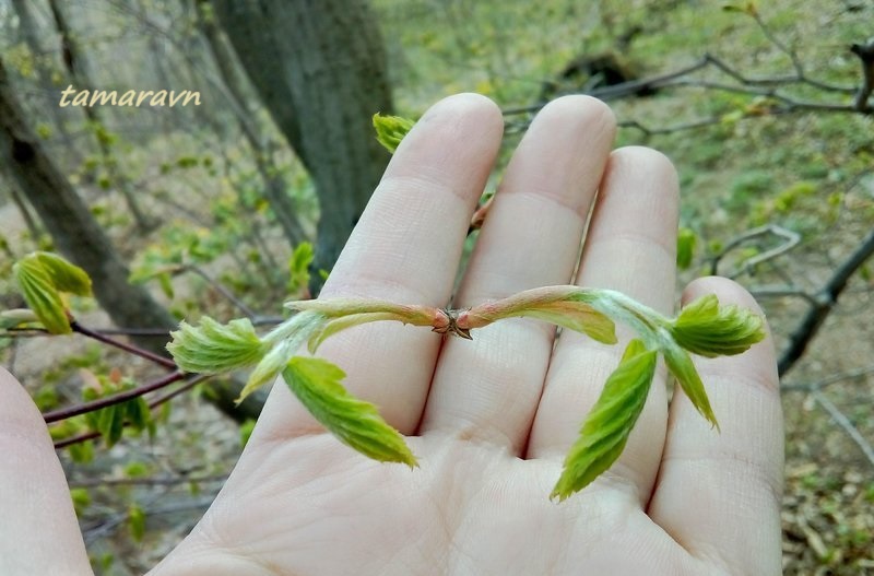 Клён ложнозибольдов (Acer pseudosieboldianum)