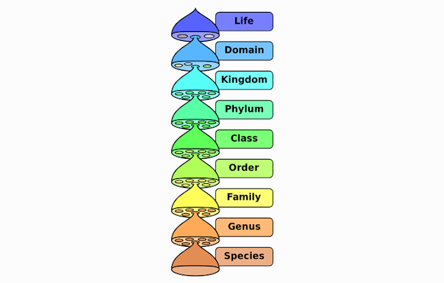 Classification of Living Things (Organisms)