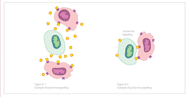 Cell Signalling Genes, Early signalling, Signalling mechanisms, Wnt, Notch, Hedgehogs, FGFs, TGF‐β