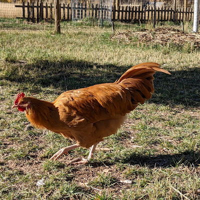 Chickens Spread Mulch Around Fruit Tree Trunks