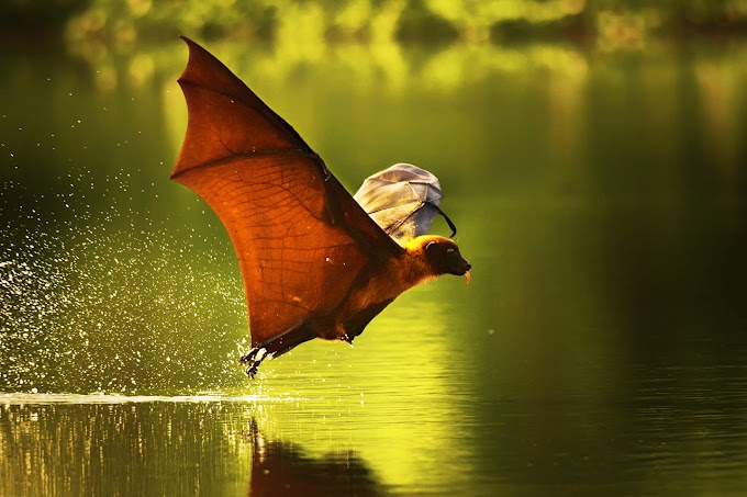 Indian Flying Fox