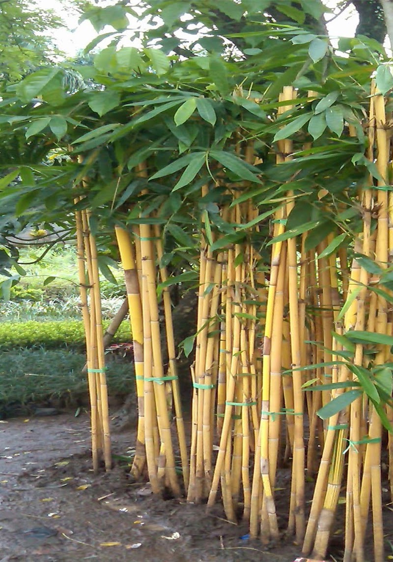 Inspirasi Baru Bambu Hias, Paling Top!