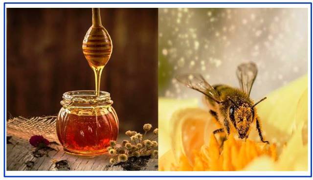 Honeybee and Honey, Key Roles in Human Life