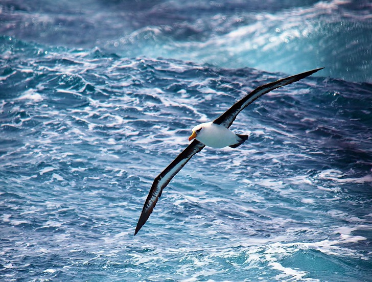 Albatros, Burung dengan Kemampuan Terbang Paling Hebat