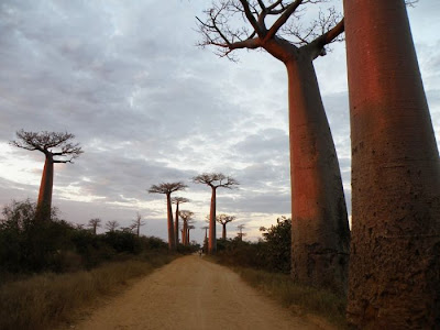 Baobab Tree Seen On lolpicturegallery.blogspot.com