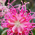 Grevillea Flower