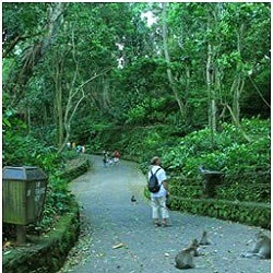 Inside Ubud Monket Forest