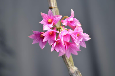 Dendrobium miyakei care and culture