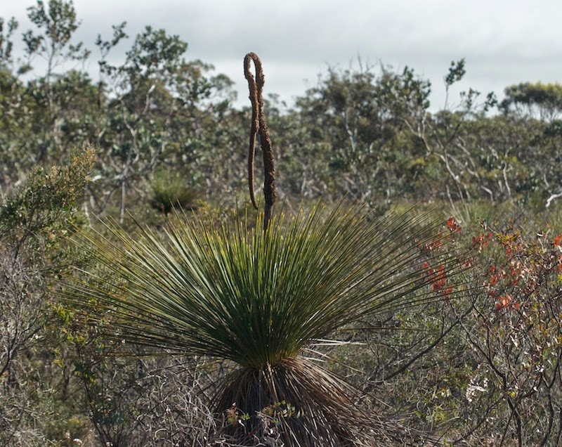 Grass Tree (Xanthorrhoea sp)