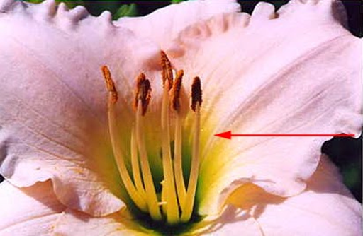 Flor masculina. El androceo compuesto por estambre y antera.  Es en la antera donde se producen los granos de polen. En la mayoría de las flores, el polen es liberado a lo largo de aberturas o poros microscópicos de la antera.