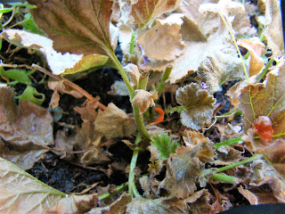 Hierba de San Benito (Geum coccineum Sm.).