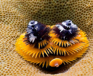 Christmas tree worm Images