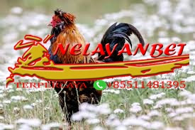 Peraturan dan cara bermain sabung ayam online 1288