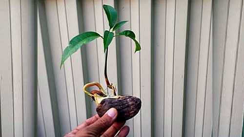 Mango Seed Germination, the seed germinated by paper towel method