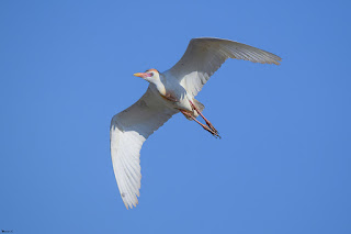 garcilla-bueyera-bubulcus-ibis-en-vuelo-