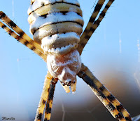  Argiope trifasciata.