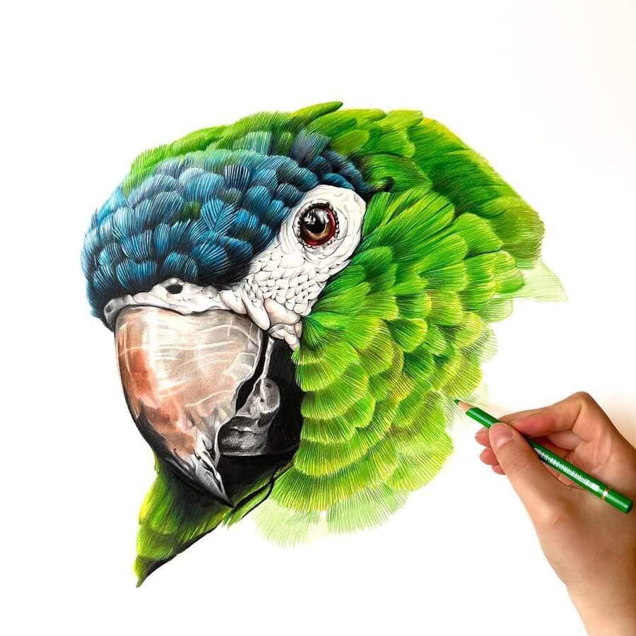 09-Parrot-WIP-Rebecca-Neundorf-Animal-Art-www-designstack-co