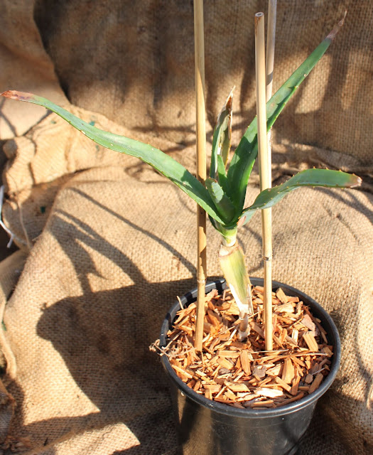 A young Aloe thraskii in a 1 gal pot