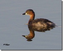 145 Little Grebe. ( Nani Dubki )