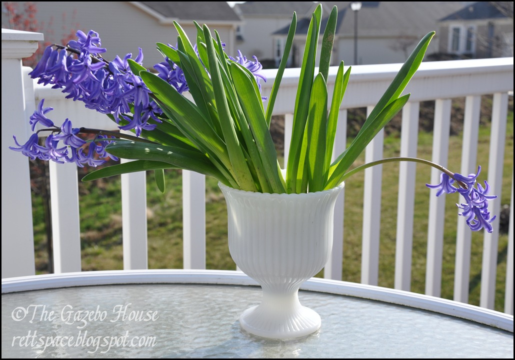 Liliacs, daffodills, cyclamen 055