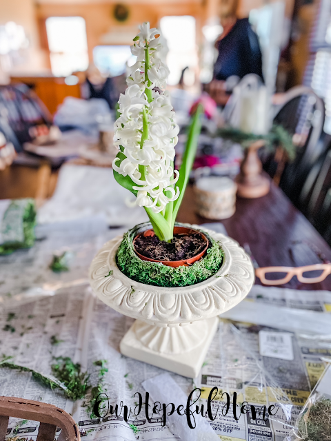 white hyacinth plant in pot in garden urn on table