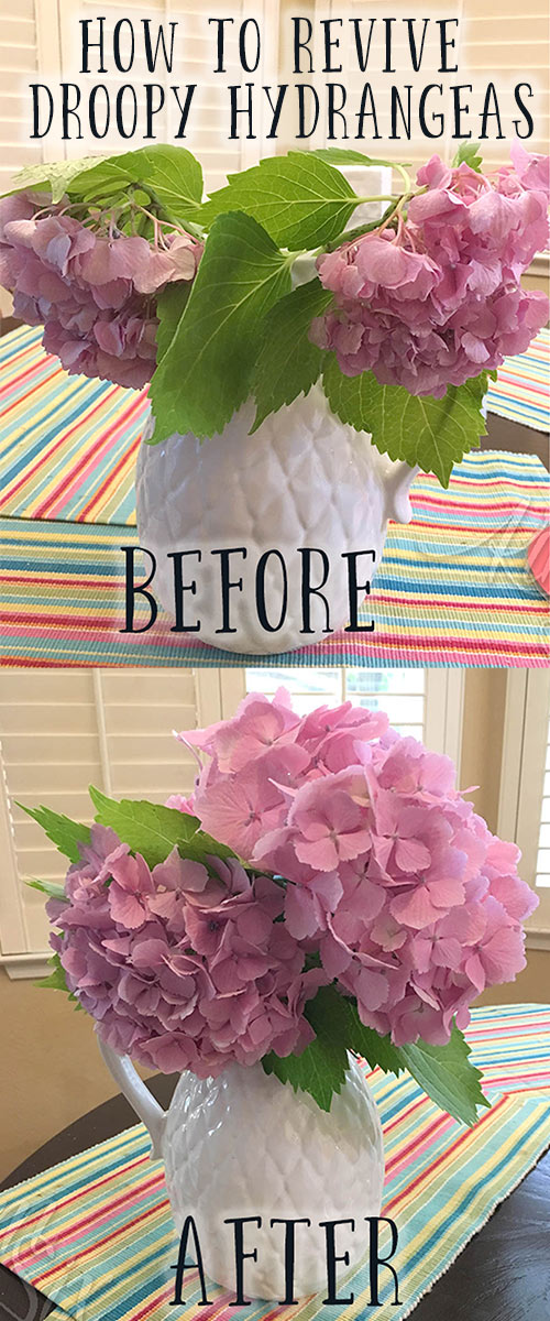 The trick on how to revive cut hydrangea flowers if they start drooping.  It isn't too late to save those wilted mophead flowers! This is the secret! 