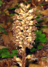 Bird's-nest orchid, Neottia nidus-avis, deep in beech woodland.  High Elms Country Park, 9 June 2011.  Orchid walk led by Terry Jones of Bromley Countryside Services.