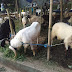 Jelang Idul Adha, Pedagang di Gegerkalong Bandung Jual Domba Qurban Mulai Rp 2,3 Juta, Permintaan Naik di Tengah Daya Beli Lesu