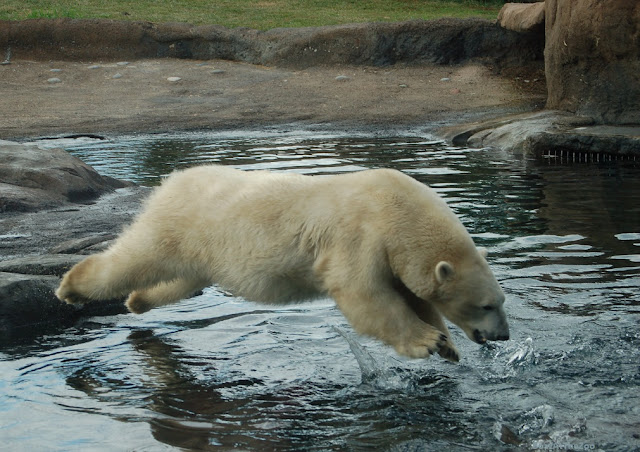 The polar bear is airborne over water!