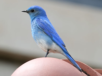 mountain bluebird