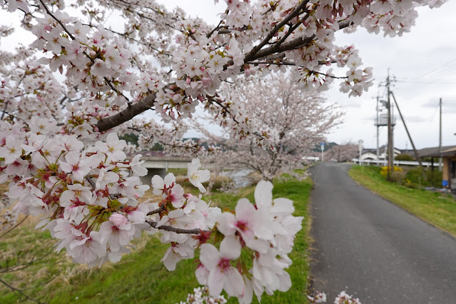 鳥取県西伯郡南部町倭 法勝寺川沿いの堤防道路