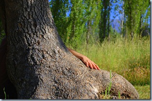 acariciar arbol