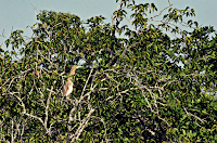 Sundarban National Park