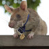  The Rat  which won a bravery medal