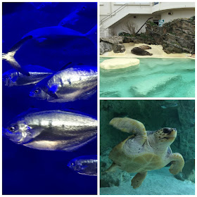 Aquarium de Biarritz